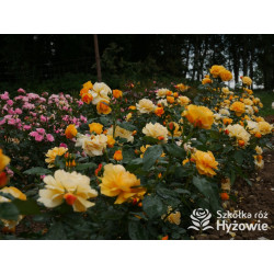 Friendship Forever™ - Róże Rabatowe - 