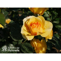 Friendship Forever™ - Róże Rabatowe - 