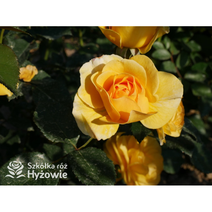 Friendship Forever™ - Róże Rabatowe - 