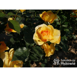 Friendship Forever™ - Róże Rabatowe - 