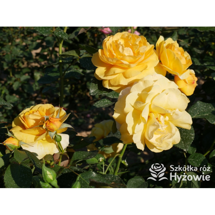 Friendship Forever™ - Róże Rabatowe - 