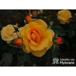 Friendship Forever™ - Róże Rabatowe - 