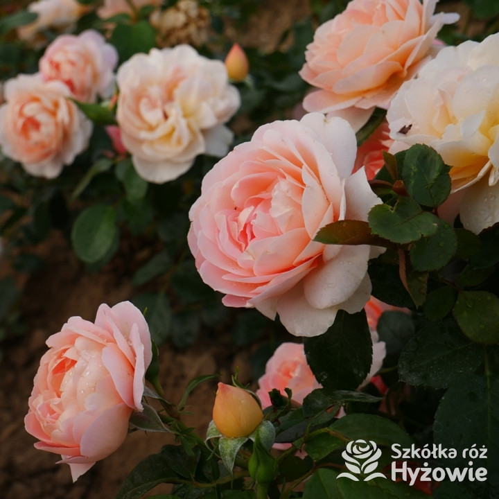Róża rabatowa From far away™ | Szkółka Róż Hyżowie | Roses Forever