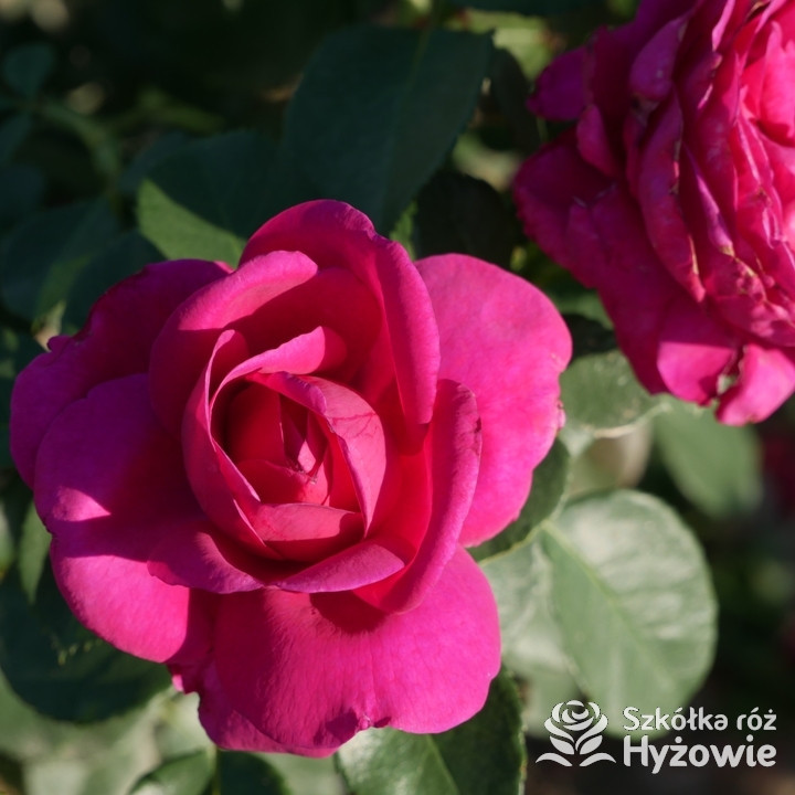 Róża rabatowa Für Elise® | Szkółka Róż Hyżowie | Kordes Rosen