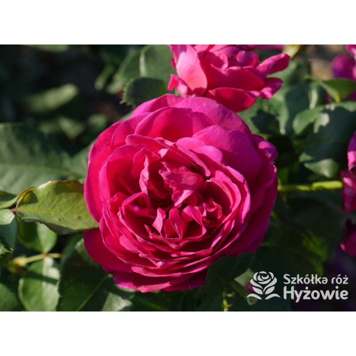 Für Elise® - Róże Rabatowe - 