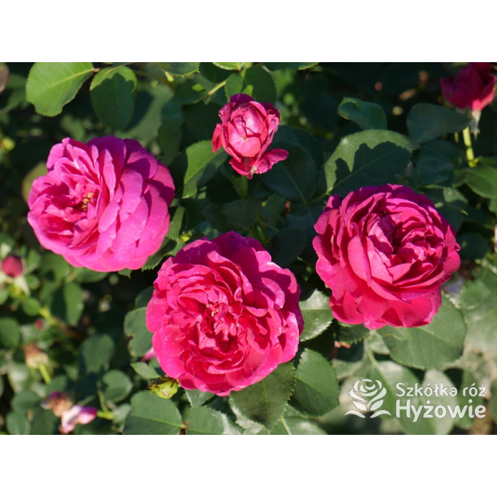 Für Elise® - Róże Rabatowe - 