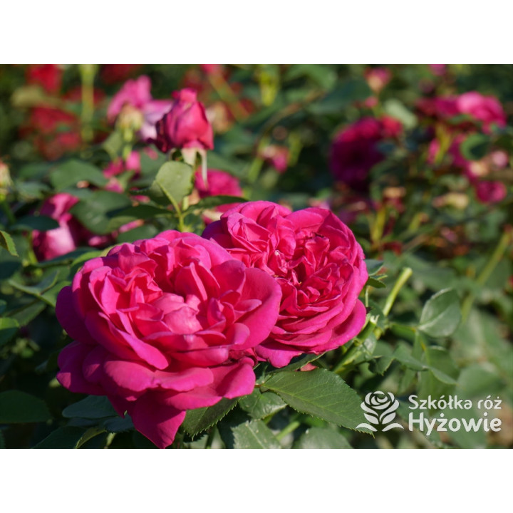 Für Elise® - Róże Rabatowe - 