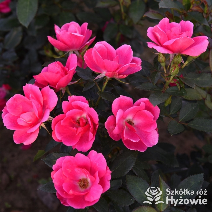 Róża rabatowa Gartenfreund® | Szkółka Róż Hyżowie | Kordes Rosen