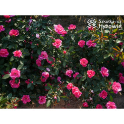 Gartenfreund® - Róże Rabatowe -  Gartenfreund® - Róże Rabatowe -