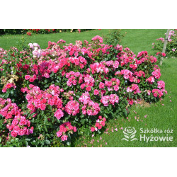 Gartenfreund® - Róże Rabatowe -  Gartenfreund® - Róże Rabatowe -