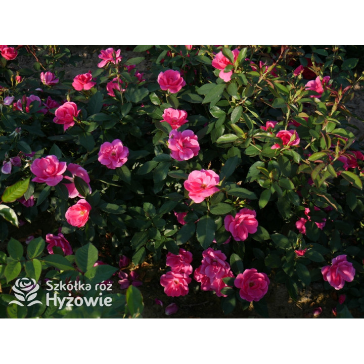 Gartenfreund® - Róże Rabatowe -  Gartenfreund® - Róże Rabatowe -