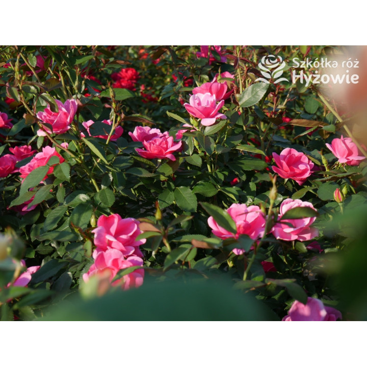 Gartenfreund® - Róże Rabatowe -  Gartenfreund® - Róże Rabatowe -