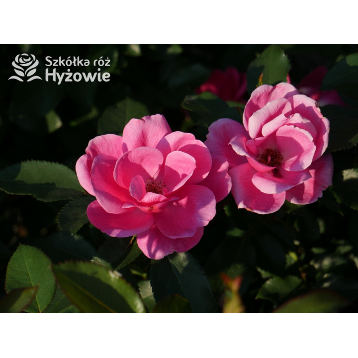 Gartenfreund® - Róże Rabatowe -  Gartenfreund® - Róże Rabatowe -