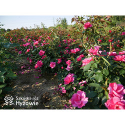 Gartenfreund® - Róże Rabatowe -  Gartenfreund® - Róże Rabatowe -