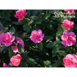 Gartenfreund® - Róże Rabatowe -  Gartenfreund® - Róże Rabatowe -