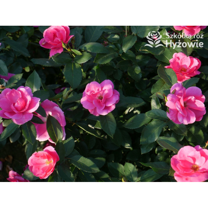 Gartenfreund® - Róże Rabatowe -  Gartenfreund® - Róże Rabatowe -
