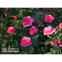 Gartenfreund® - Róże Rabatowe -  Gartenfreund® - Róże Rabatowe -