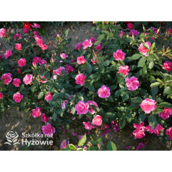 Gartenfreund® - Róże Rabatowe -  Gartenfreund® - Róże Rabatowe -