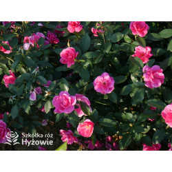 Gartenfreund® - Róże Rabatowe -  Gartenfreund® - Róże Rabatowe -