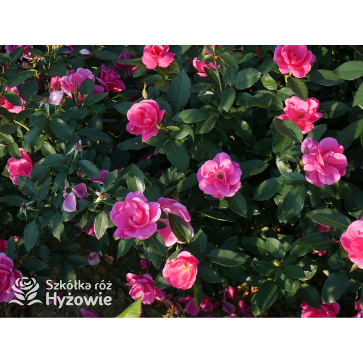 Gartenfreund® - Róże Rabatowe -  Gartenfreund® - Róże Rabatowe -