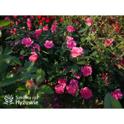 Gartenfreund® - Róże Rabatowe -  Gartenfreund® - Róże Rabatowe -
