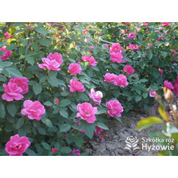 Gartenfreund® - Róże Rabatowe -  Gartenfreund® - Róże Rabatowe -