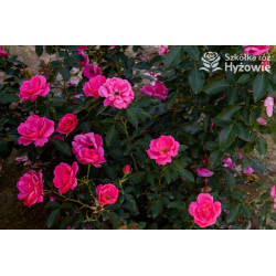 Gartenfreund® - Róże Rabatowe -  Gartenfreund® - Róże Rabatowe -