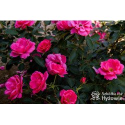 Gartenfreund® - Róże Rabatowe -  Gartenfreund® - Róże Rabatowe -