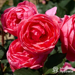 Gartenprinzessin Marie-José® - Róże silnie pachnące -