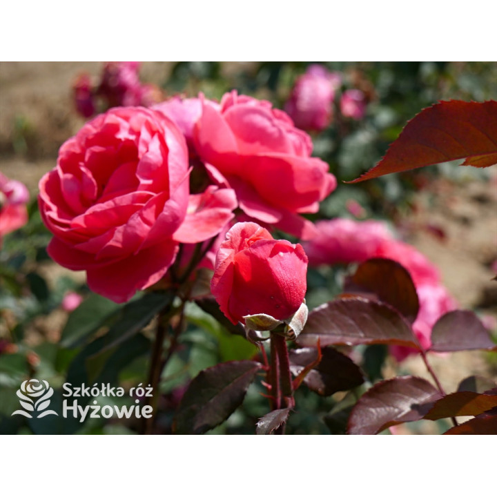 Gartenprinzessin Marie-José® - Róże silnie pachnące -  Gartenprinzessin Marie-José® - Róże silnie pachnące -