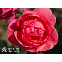 Gartenprinzessin Marie-José® - Róże silnie pachnące -  Gartenprinzessin Marie-José® - Róże silnie pachnące -