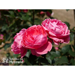 Gartenprinzessin Marie-José® - Róże silnie pachnące -  Gartenprinzessin Marie-José® - Róże silnie pachnące -