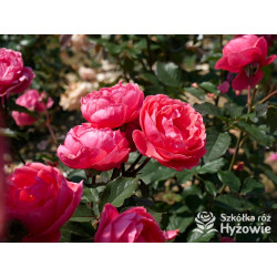 Gartenprinzessin Marie-José® - Róże silnie pachnące -  Gartenprinzessin Marie-José® - Róże silnie pachnące -