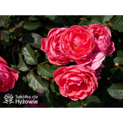 Gartenprinzessin Marie-José® - Róże silnie pachnące -  Gartenprinzessin Marie-José® - Róże silnie pachnące -
