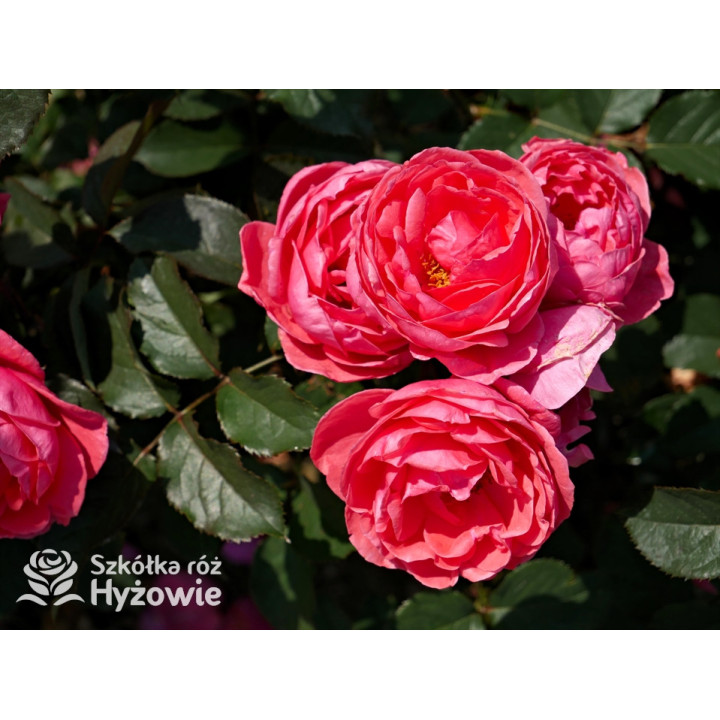 Gartenprinzessin Marie-José® - Róże silnie pachnące -  Gartenprinzessin Marie-José® - Róże silnie pachnące -