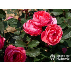 Gartenprinzessin Marie-José® - Róże silnie pachnące -  Gartenprinzessin Marie-José® - Róże silnie pachnące -