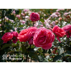 Gartenprinzessin Marie-José® - Róże silnie pachnące -  Gartenprinzessin Marie-José® - Róże silnie pachnące -