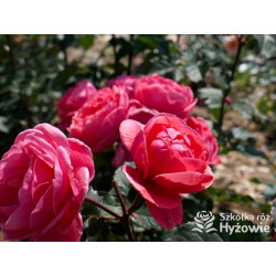 Gartenprinzessin Marie-José® - Róże silnie pachnące -  Gartenprinzessin Marie-José® - Róże silnie pachnące -