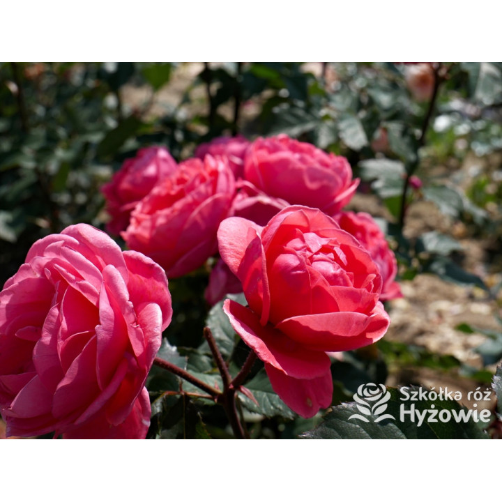 Gartenprinzessin Marie-José® - Róże silnie pachnące -  Gartenprinzessin Marie-José® - Róże silnie pachnące -