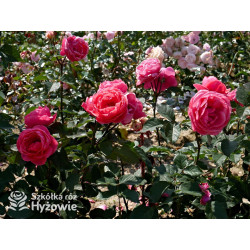 Gartenprinzessin Marie-José® - Róże silnie pachnące -  Gartenprinzessin Marie-José® - Róże silnie pachnące -