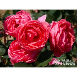 Gartenprinzessin Marie-José® - Róże silnie pachnące -  Gartenprinzessin Marie-José® - Róże silnie pachnące -