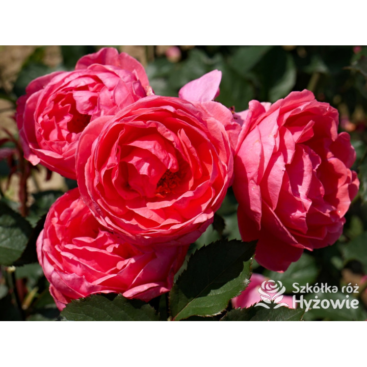 Gartenprinzessin Marie-José® - Róże silnie pachnące -  Gartenprinzessin Marie-José® - Róże silnie pachnące -