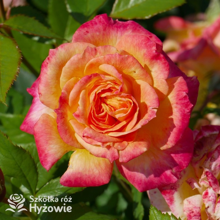 Róża rabatowa Gartenspaẞ® | Szkółka Róż Hyżowie | Kordes Rosen