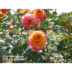 Gartenspaẞ® - Róże Rabatowe - 