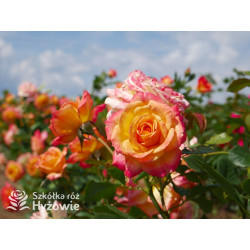 Gartenspaẞ® - Róże Rabatowe - 