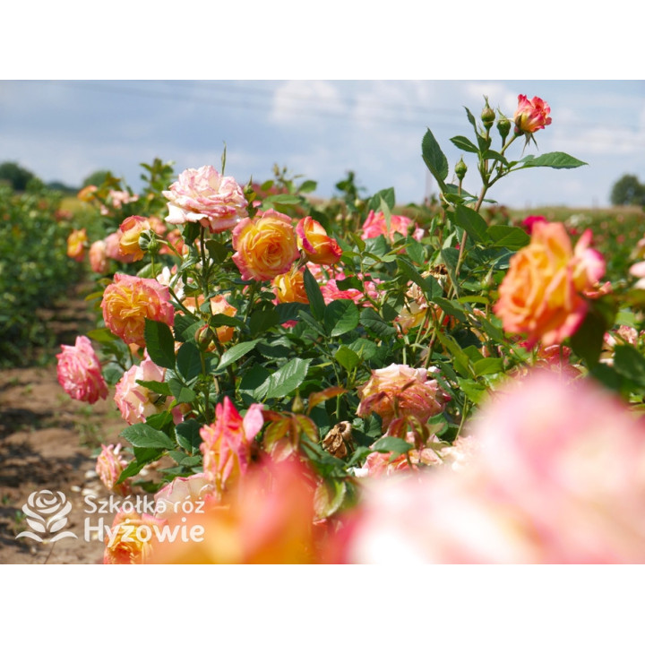 Gartenspaẞ® - Róże Rabatowe - 