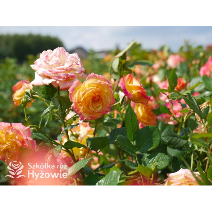 Gartenspaẞ® - Róże Rabatowe - 