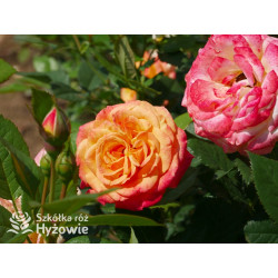 Gartenspaẞ® - Róże Rabatowe - 