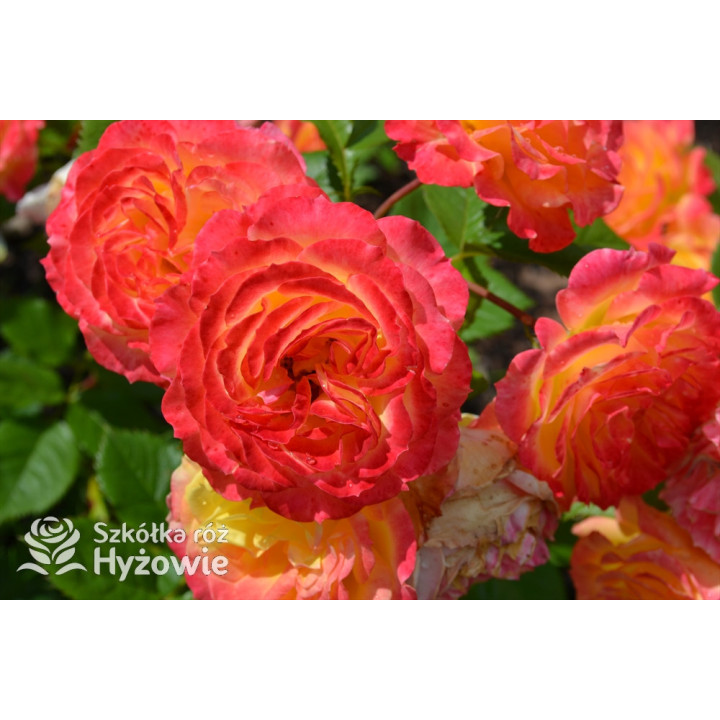 Gartenspaẞ® - Róże Rabatowe - 