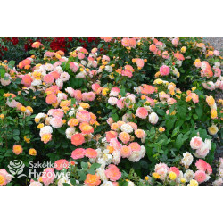 Gartenspaẞ® - Róże Rabatowe - 